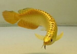 Buy Golden Arowana fish online premium aquarium specimen