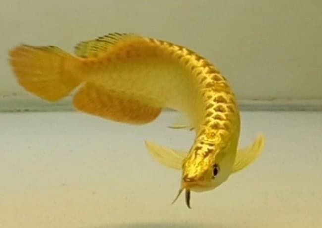 Golden Arowana fish scale coloration close-up