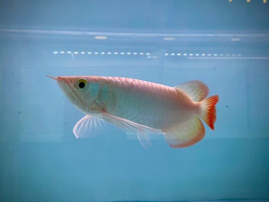 Arowana young