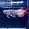 Buy Banjar Red Arowana