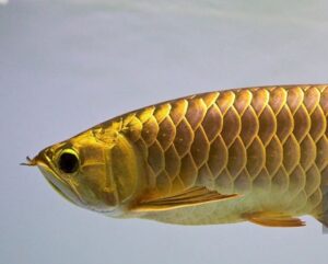 Platinum Silver Arowana
