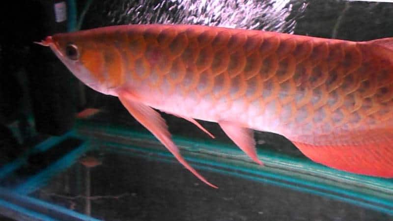 Red Arowana bright red coloration