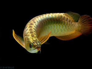 Silver Arowana aquarium