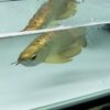 Buy Gold Head Arowana