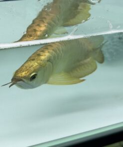 Buy Gold Head Arowana
