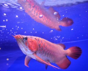 feeding super red arowana