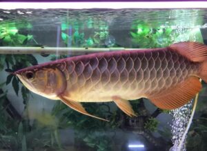 super red arowana 6 inch juvenile