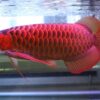 Super Red Arowana 6 Inch Price