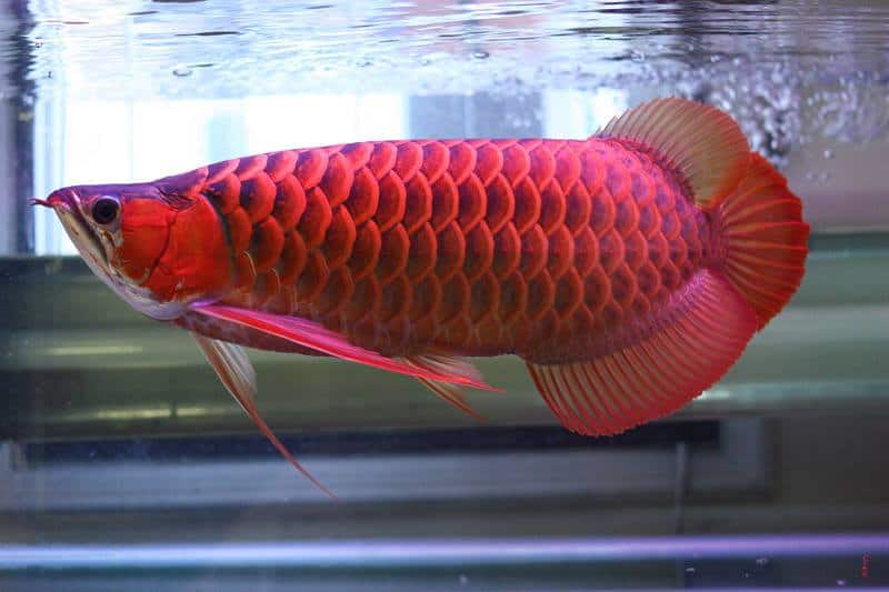 Super Red Arowana 6 Inch Price