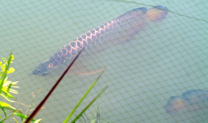 super red arowana fish for sale online