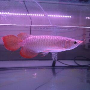Arowana fish