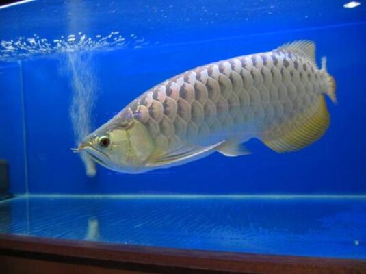 Blue base Arowana