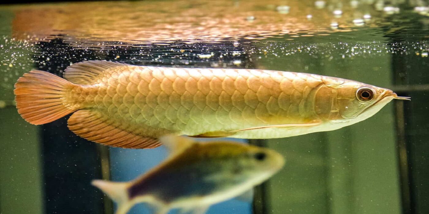 Golden Arowana growth rate