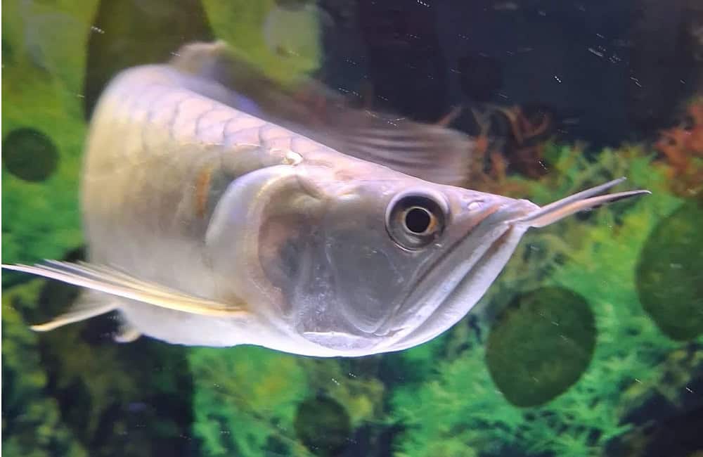Feeding Silver Arowana in aquarium
