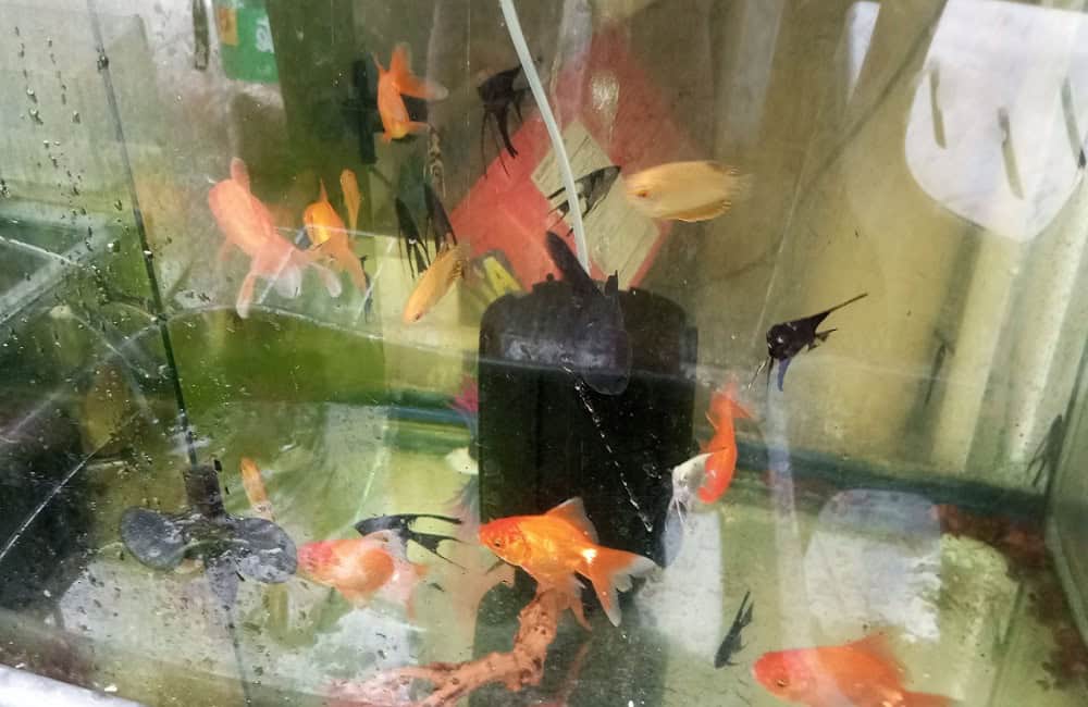 High-grade Red Arowana in large aquarium