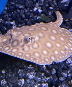 Marbled Motoro Stingray for Sale