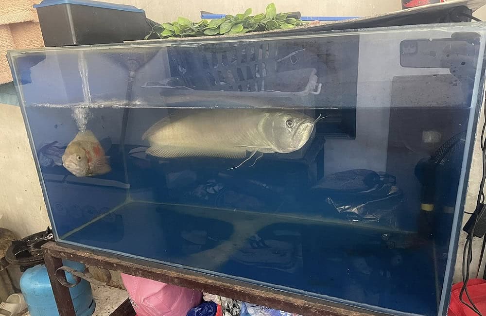 Silver Arowana in well-maintained aquarium