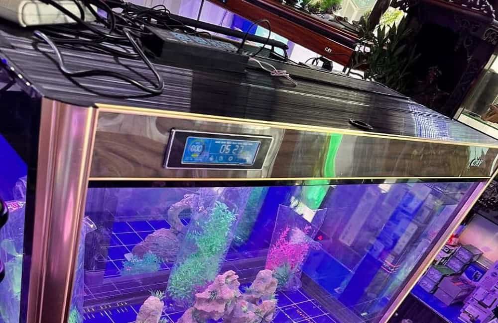 Golden Arowana price comparison by quality and size