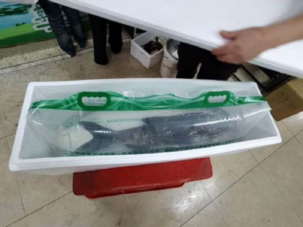 Golden Arowana aquarium habitat and tank environment