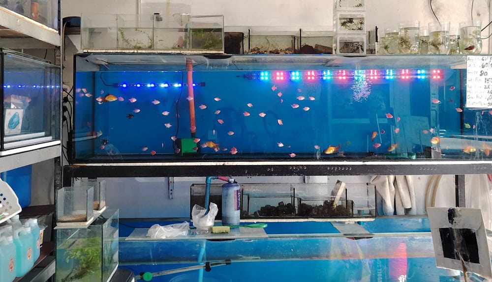 Large aquarium setup for arowana fish