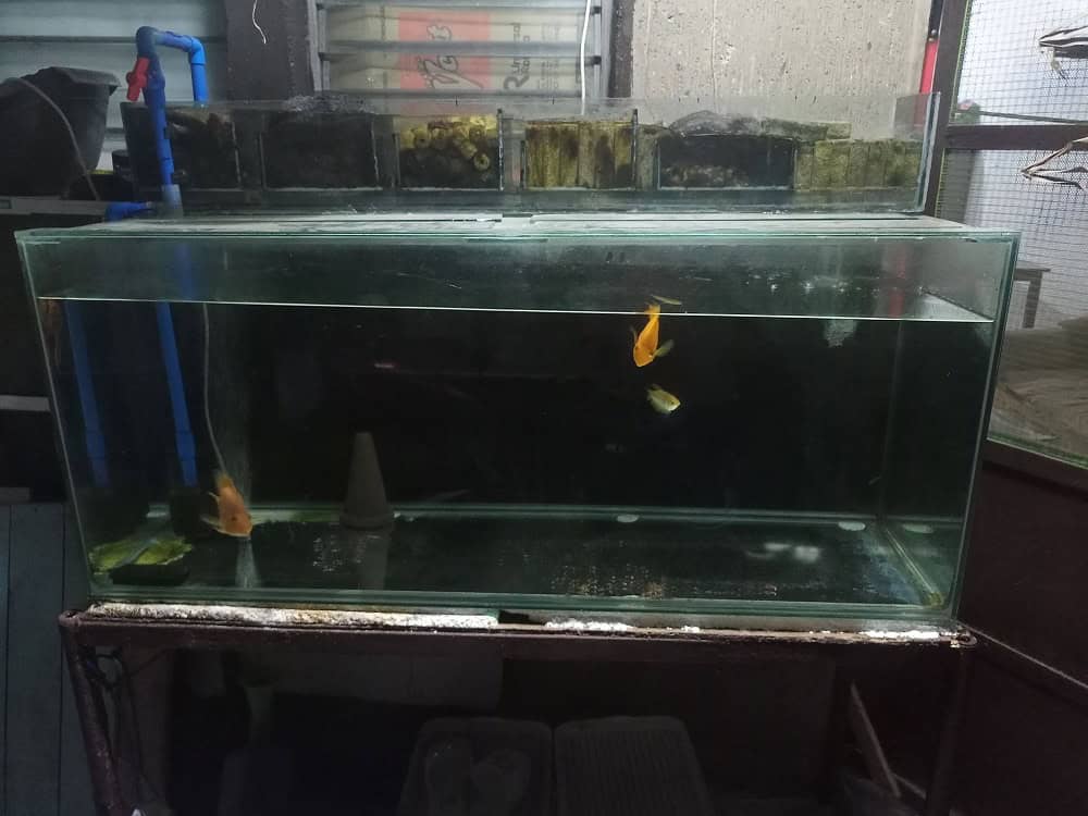 Community aquarium setup with Arowana fish