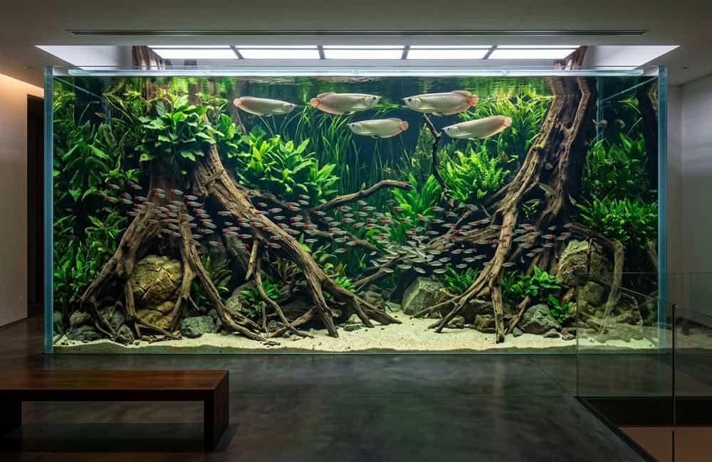 silver arowana care