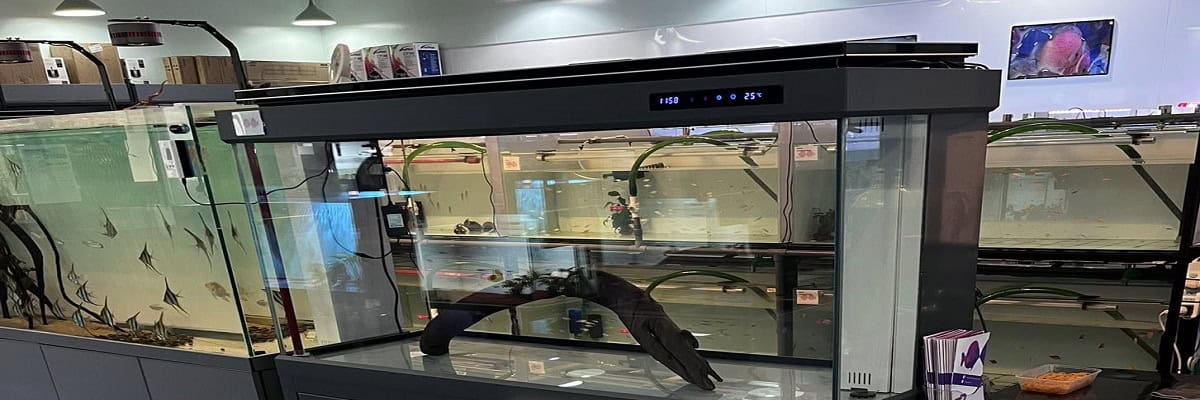 Premium Arowana Shipping