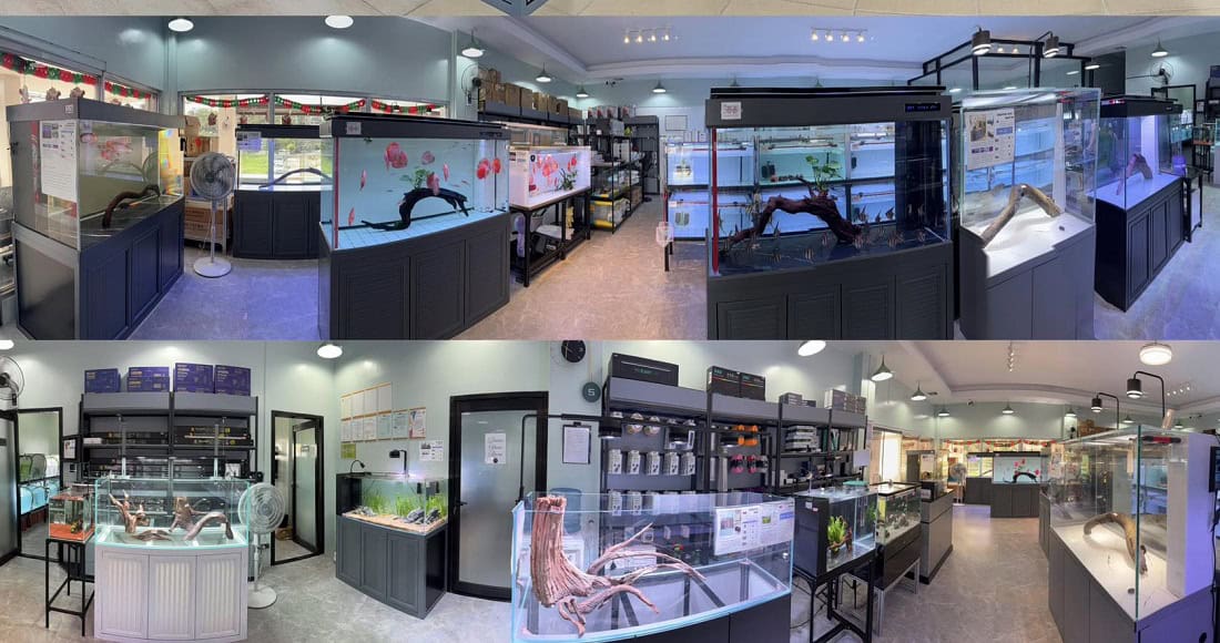 Arowana fish aquarium display