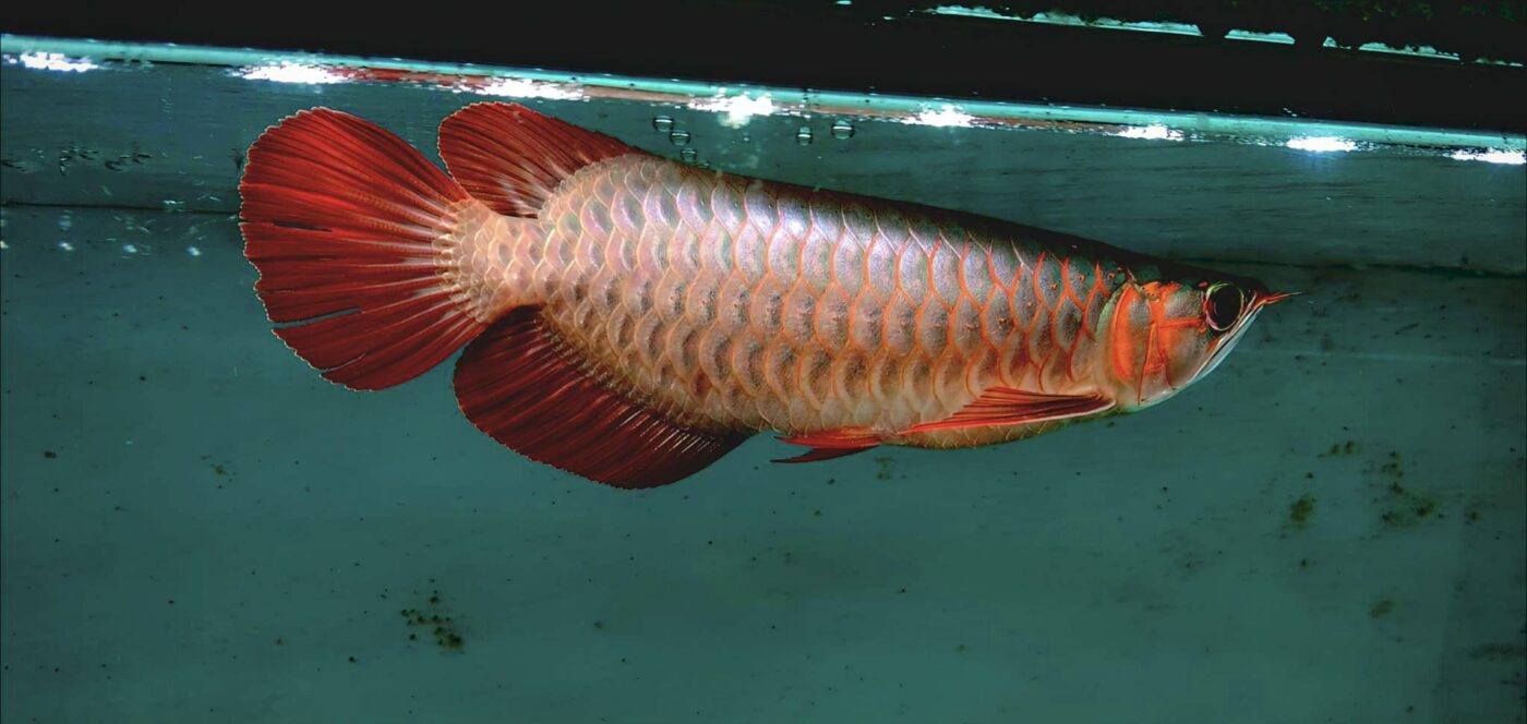 Freshwater Arowana fish swimming in large aquarium tank