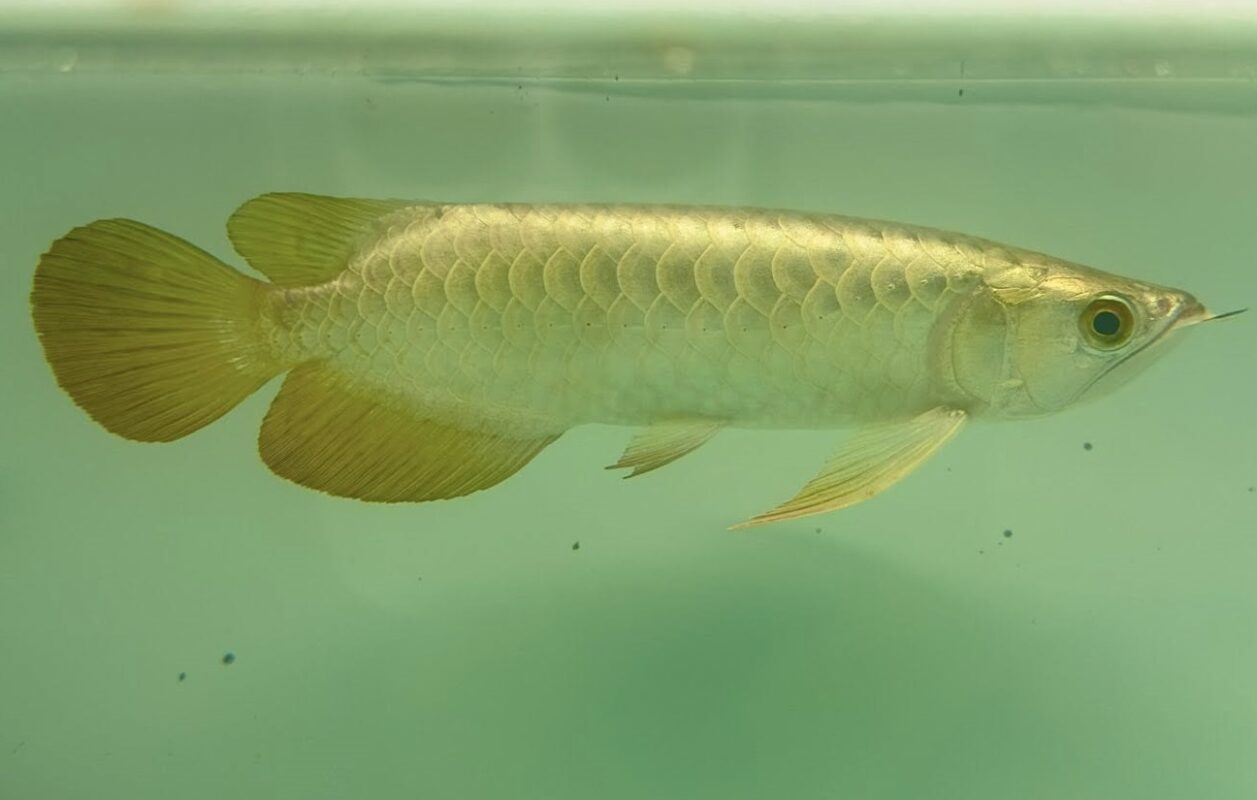 Different types of Arowana fish species