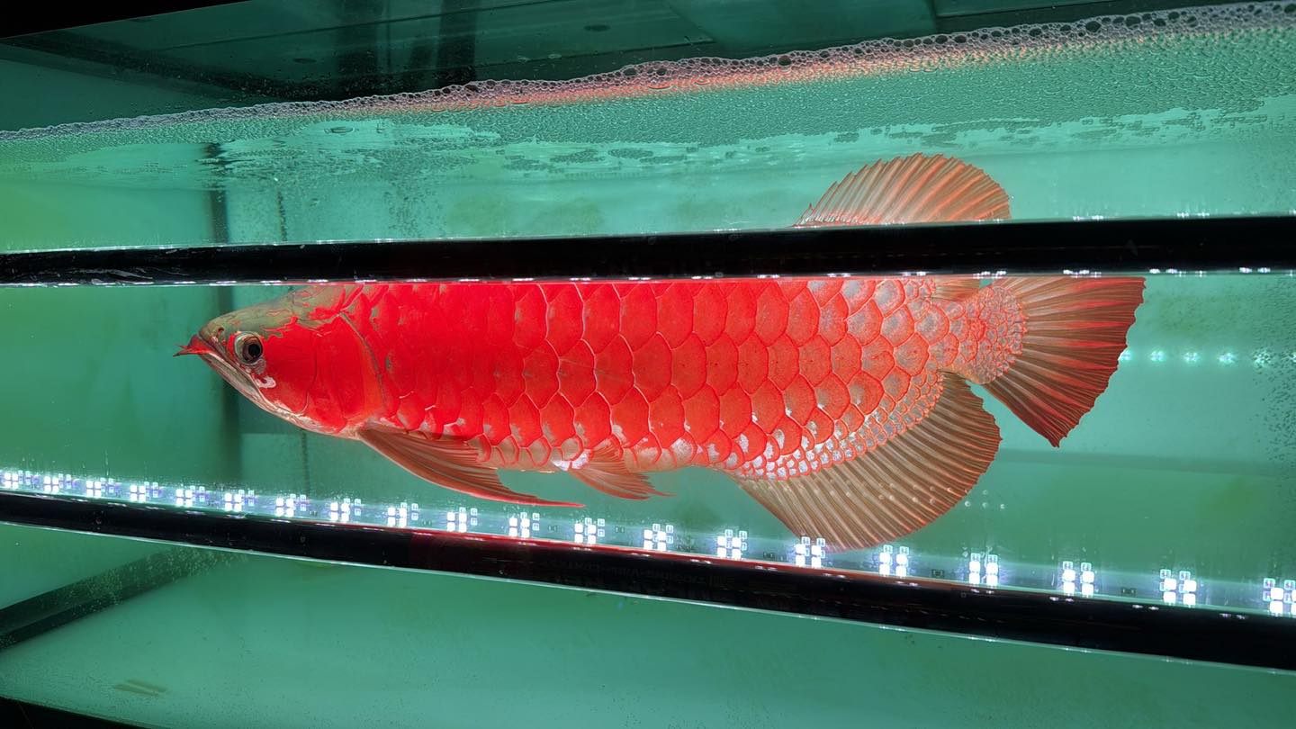 Arowana fish swimming with compatible tank mates in large aquarium