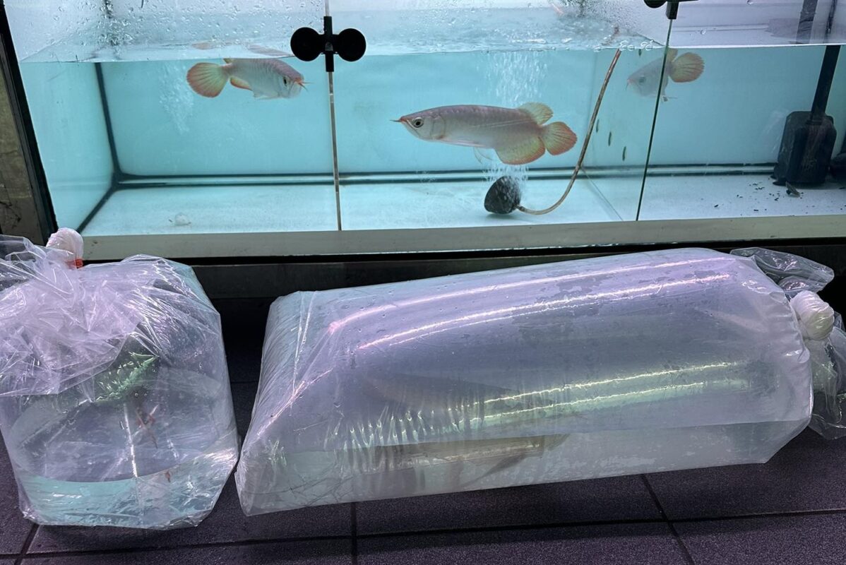 Golden arowana fish in a secure aquarium with lid to prevent jumping behavior