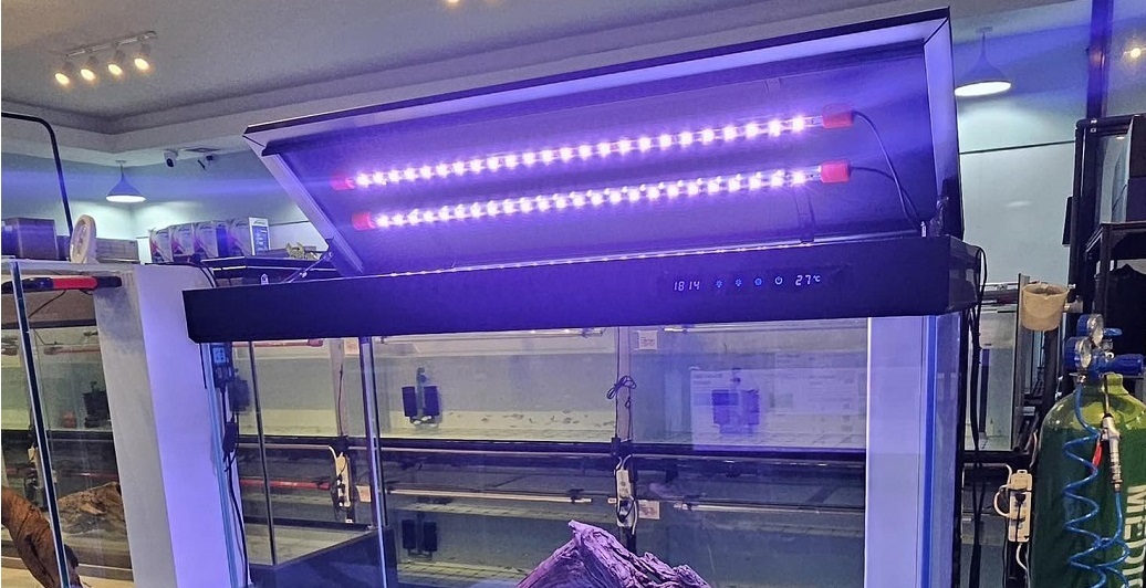 Large aquarium setup for Arowana community tank