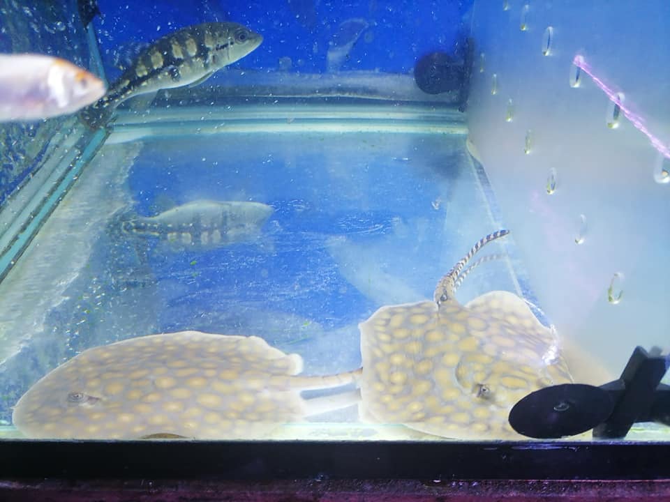 Arowana fish with freshwater stingray in aquarium