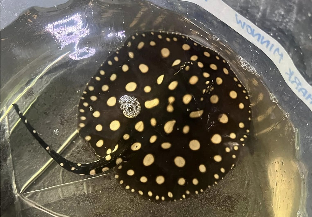 black diamond freshwater ray showing distinctive white spotting and dark contrast