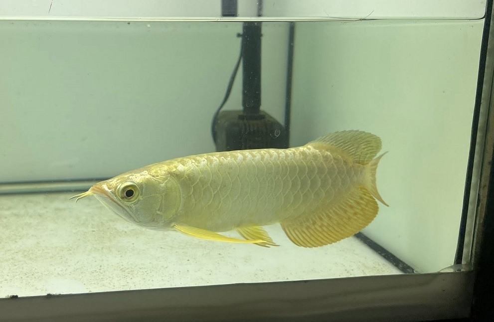 crossback golden Asian Arowana showing premium scale development and rich metallic appearance