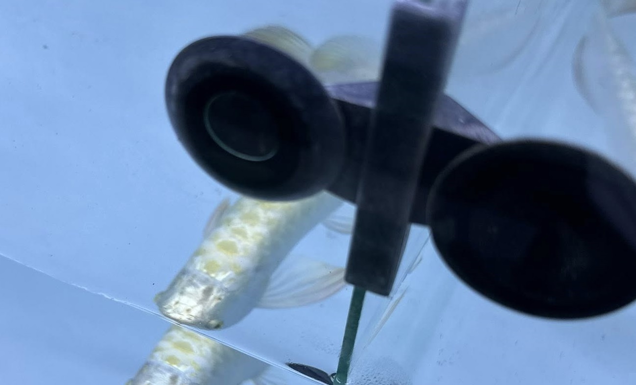 high capacity aquarium filtration system supporting clean water for large tropical fish