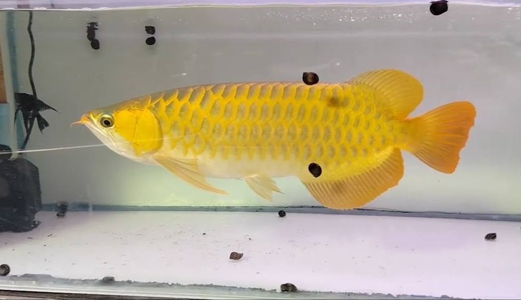 close detail of golden Arowana scales showing metallic color and natural beauty