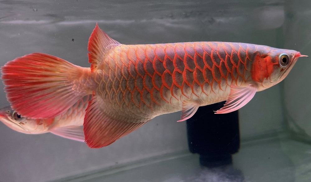 well maintained aquarium observation environment for premium ornamental freshwater species