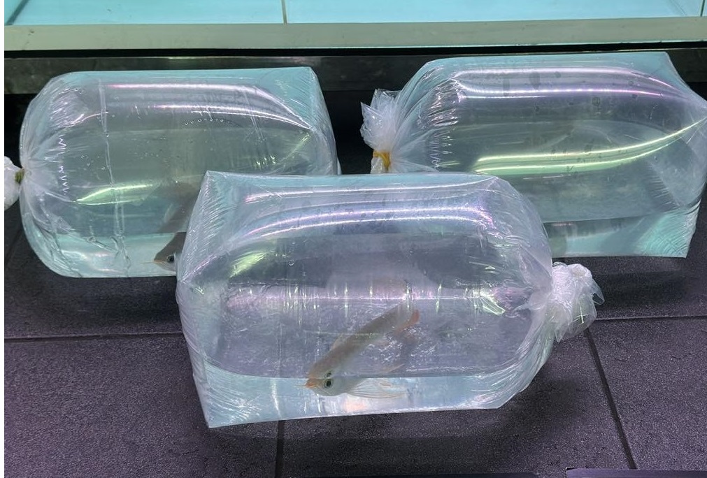 professional preparation and secure packaging process for transporting ornamental freshwater fish