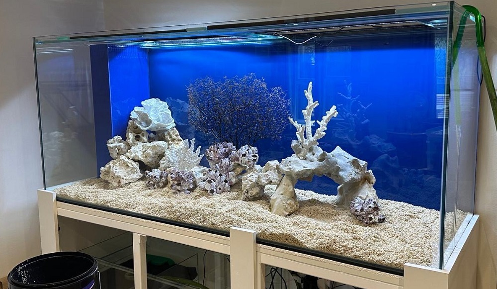 large freshwater predator aquarium with compatible monster fish species and open swimming space