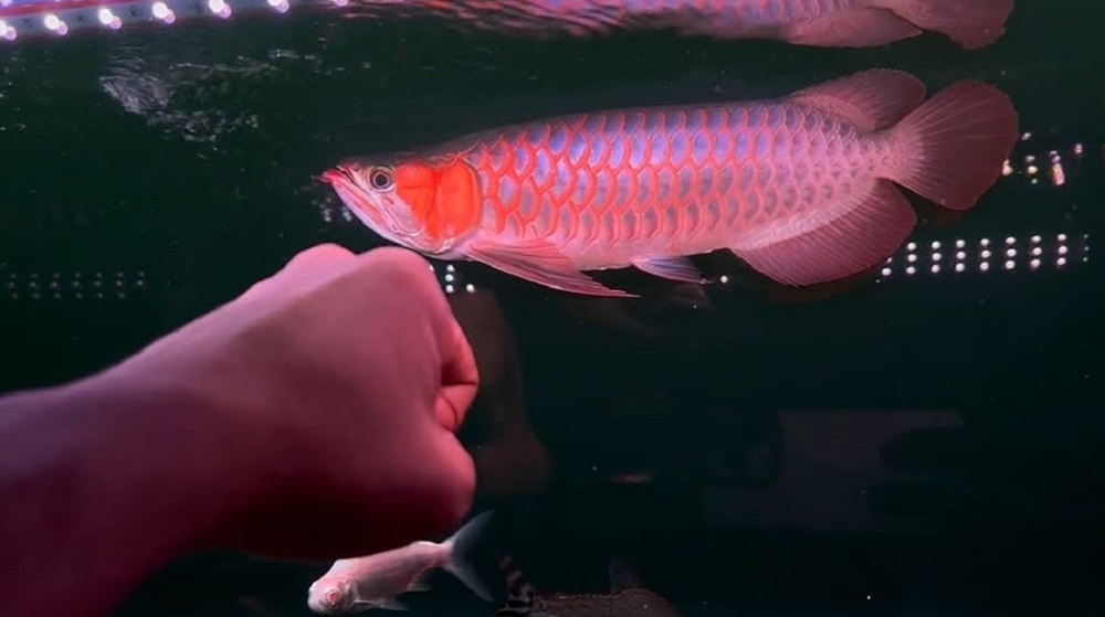 healthy Asian dragon fish displaying excellent body structure in a professional freshwater aquarium