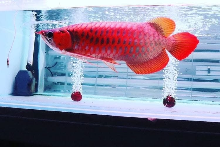deep red Arowana with intense coloration and healthy fin development