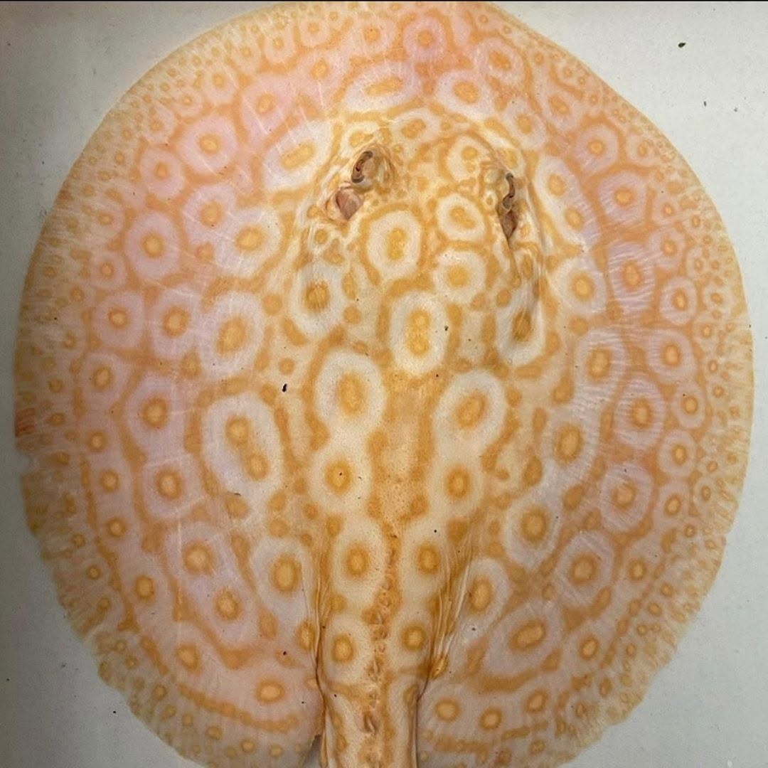 large freshwater stingray species moving gracefully across an aquarium substrate
