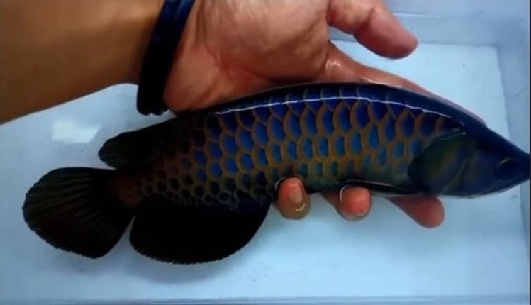 black arowana swimming in dark toned freshwater aquarium environment