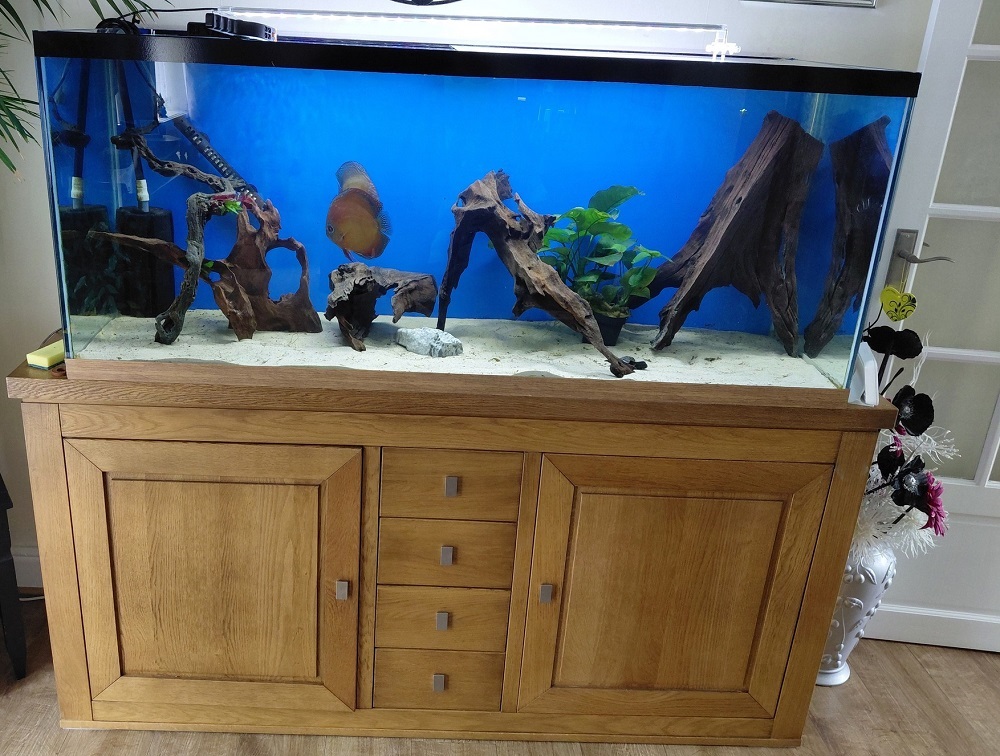 custom built large aquarium designed for Arowana and freshwater predator fish