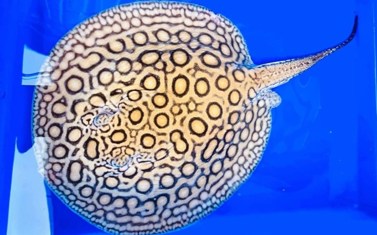 motoro stingray swimming across sandy aquarium substrate in tropical freshwater setup