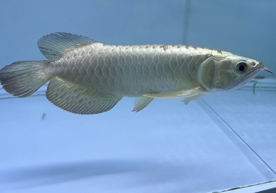 silver arowana gliding near water surface in large home aquarium setup